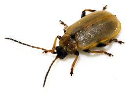 Attēlu rezultāti vaicājumam “Lochmaea caprea”