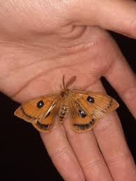 Attēlu rezultāti vaicājumam “Aglia tau”