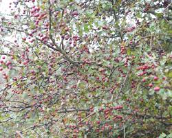 Attēlu rezultāti vaicājumam “Crataegus”