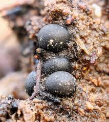 Attēlu rezultāti vaicājumam “Colloderma oculatum”