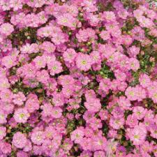Attēlu rezultāti vaicājumam “Gypsophila muralis fruit”