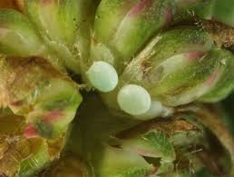 Attēlu rezultāti vaicājumam “Maculinea teleius underside”