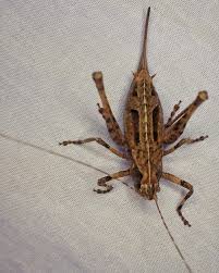 Attēlu rezultāti vaicājumam “Orthoptera”