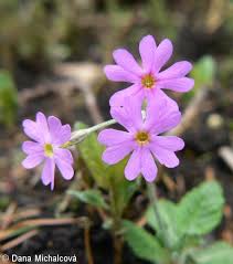 Attēlu rezultāti vaicājumam “Primula farinosa bud”