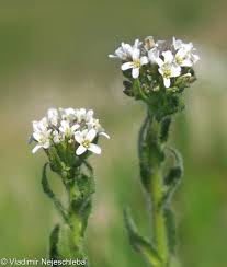 Attēlu rezultāti vaicājumam “Arabis hirsuta flower”