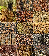 Attēlu rezultāti vaicājumam “Hypocenomyce friesii”