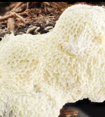 Attēlu rezultāti vaicājumam “Ceratiomyxa fruticulosa”