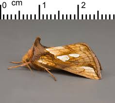 Attēlu rezultāti vaicājumam “Plusia festucae”