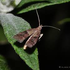 Attēlu rezultāti vaicājumam “Plodia interpunctella”