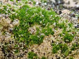 Attēlu rezultāti vaicājumam “Didymodon tophaceus”