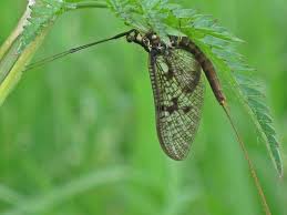 Attēlu rezultāti vaicājumam “Ephemera sp.”