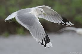 Attēlu rezultāti vaicājumam “Larus canus adult”