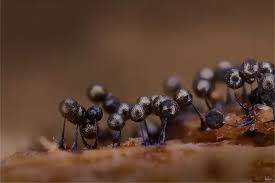 Attēlu rezultāti vaicājumam “Lindbladia tubulina macro”