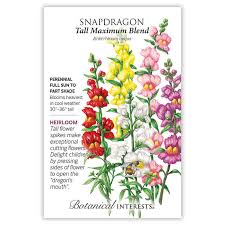 Image result for Antirrhinum majus maximum
