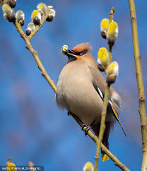 Attēlu rezultāti vaicājumam “Bombycilla garrulus”