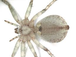 Attēlu rezultāti vaicājumam “Philodromidae”