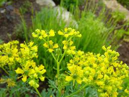 Image result for Ruta graveolens