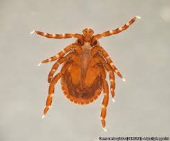 Attēlu rezultāti vaicājumam “Dermacentor reticulatus female”