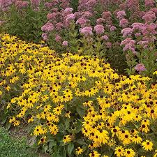 Image result for Rudbeckia fulgida