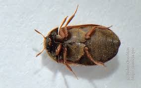 Attēlu rezultāti vaicājumam “Attagenus smirnovi”