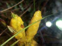 Attēlu rezultāti vaicājumam “Badhamia lilacina”