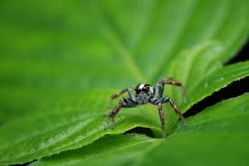 Attēlu rezultāti vaicājumam “Salticidae”