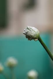 Attēlu rezultāti vaicājumam “Allium cepa bud”