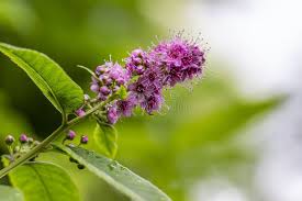 Attēlu rezultāti vaicājumam “Spiraea salicifolia flower”