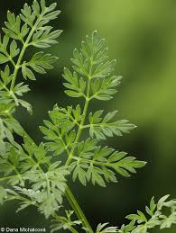 Attēlu rezultāti vaicājumam “Selinum carvifolia”