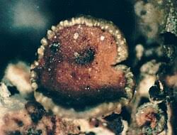 Attēlu rezultāti vaicājumam “Melanohalea olivacea”