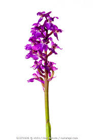 Attēlu rezultāti vaicājumam “Orchis mascula flower”