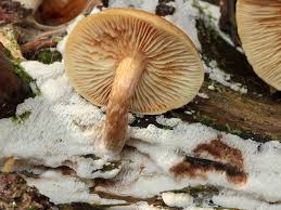 Attēlu rezultāti vaicājumam “Physisporinus sanguinolentus”