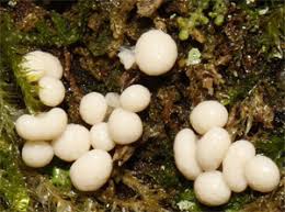 Attēlu rezultāti vaicājumam “Diderma radiatum young”