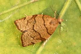 Attēlu rezultāti vaicājumam “Pandemis corylana”