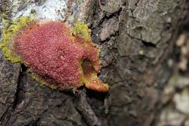 Attēlu rezultāti vaicājumam “Stemonitopsis hyperopta var. landewaldii”