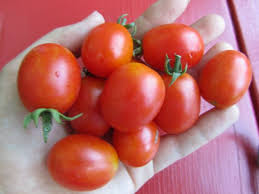 Afbeeldingsresultaat voor principe borghese tomato