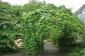 Attēlu rezultāti vaicājumam “Aristolochia durior leaf”