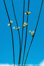 Attēlu rezultāti vaicājumam “Juncus filiformis”