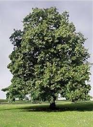 Attēlu rezultāti vaicājumam “Tilia x moltkei”