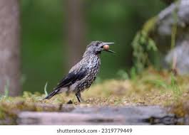 Attēlu rezultāti vaicājumam “Nucifraga caryocatactes adult”