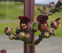 Attēlu rezultāti vaicājumam “Scrophularia nodosa flower”
