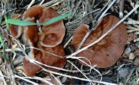 Attēlu rezultāti vaicājumam “Discina perlata”