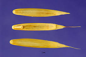 Attēlu rezultāti vaicājumam “Brachypodium pinnatum”