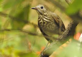 Image result for Catharus minimus