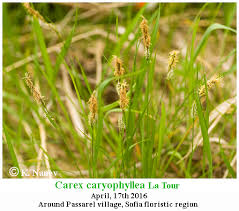 Attēlu rezultāti vaicājumam “Carex caryophyllea leaf”