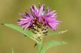 Attēlu rezultāti vaicājumam “Centaurea jacea flower”