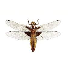 Attēlu rezultāti vaicājumam “Libellula depressa”