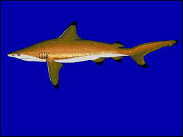 Image result for Carcharhinus limbatus