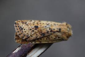 Attēlu rezultāti vaicājumam “Conistra rubiginea”