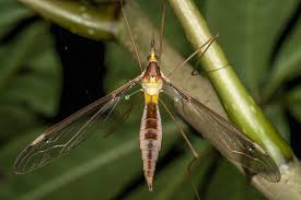 Attēlu rezultāti vaicājumam “Tipulidae”